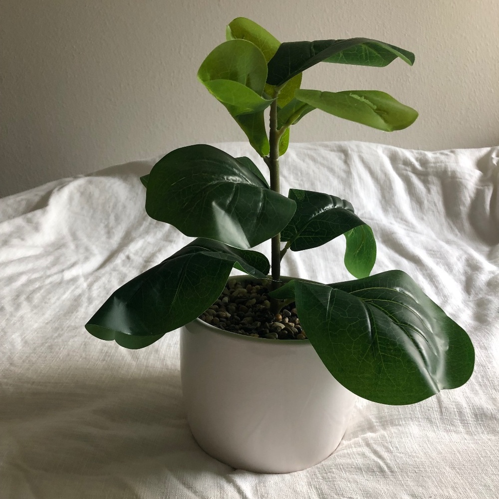 House plant